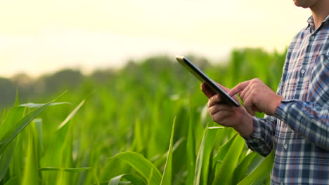 Middle-plan-side-view:-Male-farmer-with-tablet-computer-inspecting-plants-in-the-field-and-presses-his-fingers-on-the-computer-screen-in-slow-motion-at-sunset